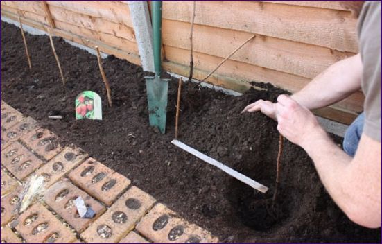 Raspberry planting technology: planting og omsorg, vokser i hagen, beskjæring og reproduksjon, sykdommer