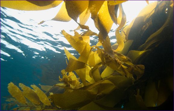 Kelp ansiktsmaske: oppskrifter for alger masker hjemme og en gjennomgang av kosmetikk