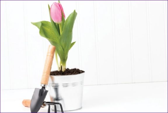 Hvordan vokse tulipaner hjemme