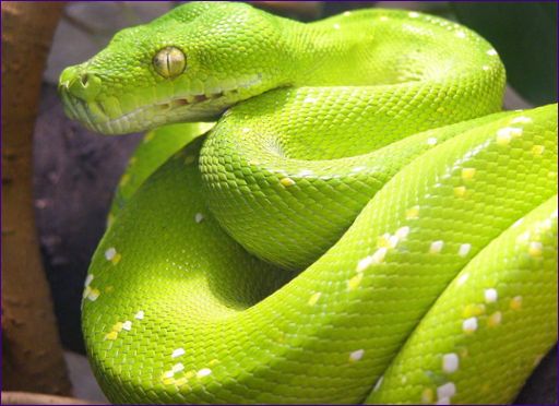 Grønn python