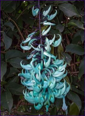 Blomsten av smaragdvintreet (Jadeblomst)
