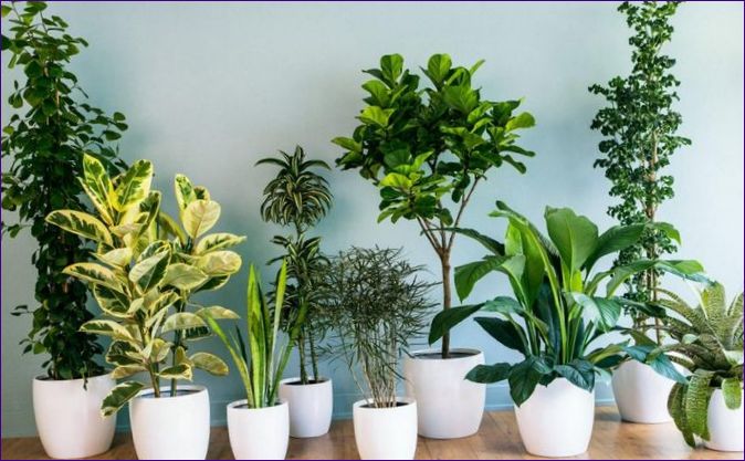 Hvordan ta vare på innendørs planter