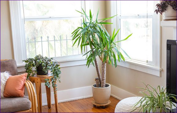 Hvordan ta vare på innendørs planter