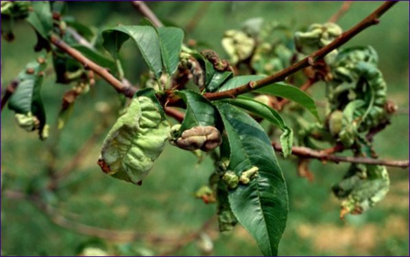 Sykdommer i frukttrær