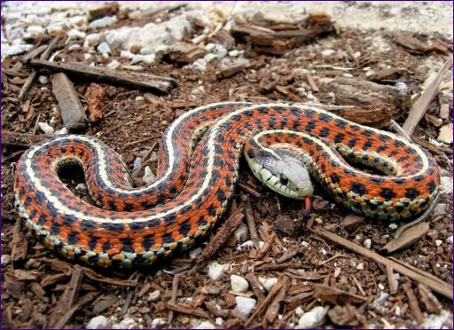 California Garter Snake