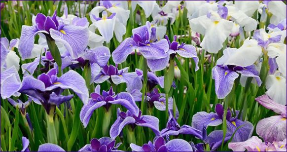 Når og hvordan å trimme iris