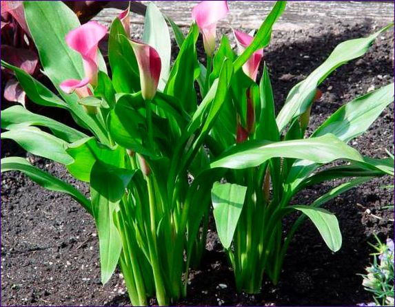 Calla liljer: planting og omsorg i det åpne bakken og hjemme
