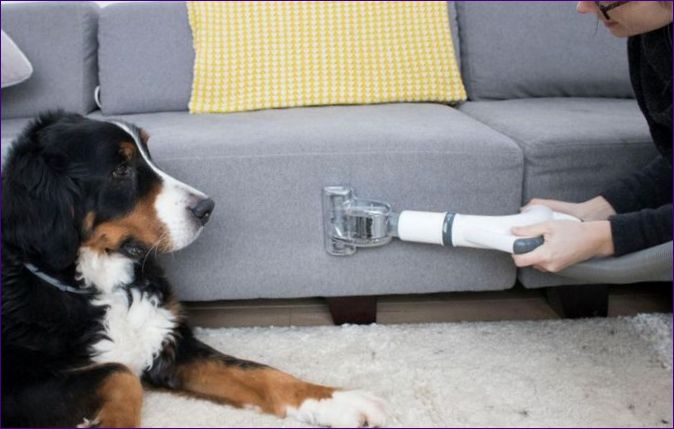 Hvordan fjerne lukten av en hund i en leilighet: effektive måter å løse problemet på, tips fra hundeførere