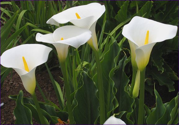 Calla liljer: planting og omsorg i det åpne bakken og hjemme